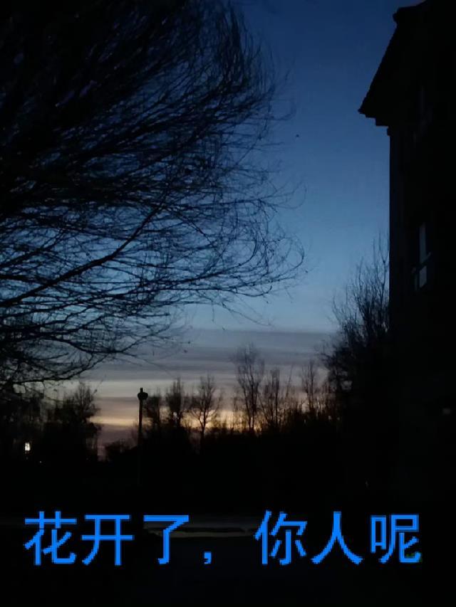 花开了你就来看我歌词