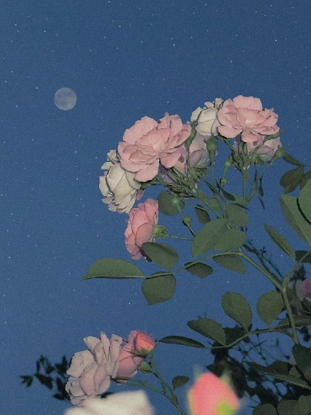 蔷薇花的故事及传说