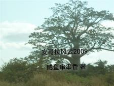 安哥拉视频