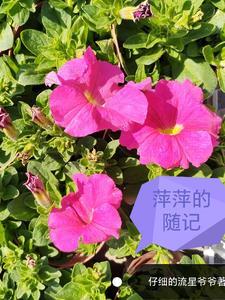 萍萍老师的日常