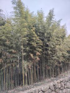 持斋把素的意思